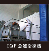 IQF急速凍結機